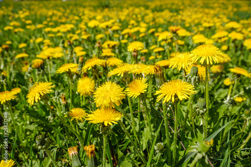 Yellow dandelions. Dandelions on background of green spring meadows.