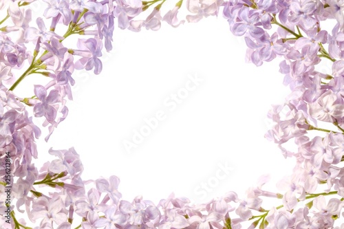 Lilac branch blossoming flower isolated on white,  spring floral.