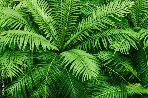 Natural fern textured pattern. Beautiful green fern leaves background. Ornamental green plant tropical rainforest background.