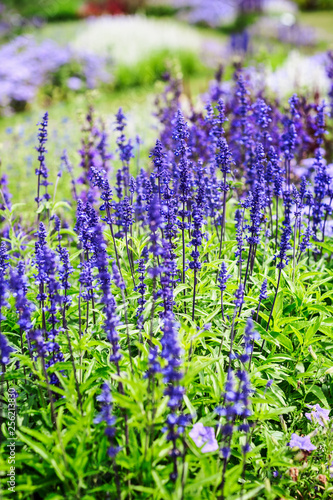 Summer flower bed with sage flowers.