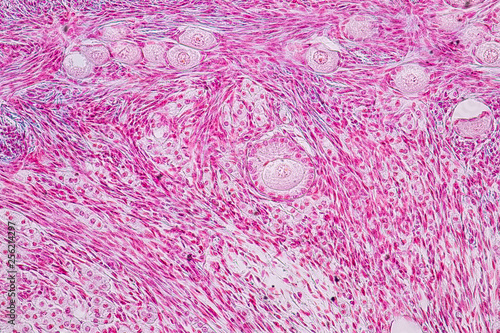 Education anatomy and Histological sample Ovary of rabbit Tissue under the microscope. photo