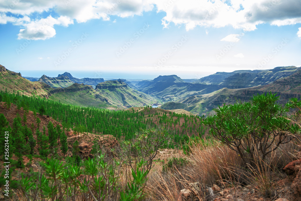 Naklejka premium Mountain valley covered with small green trees on Canary Islands
