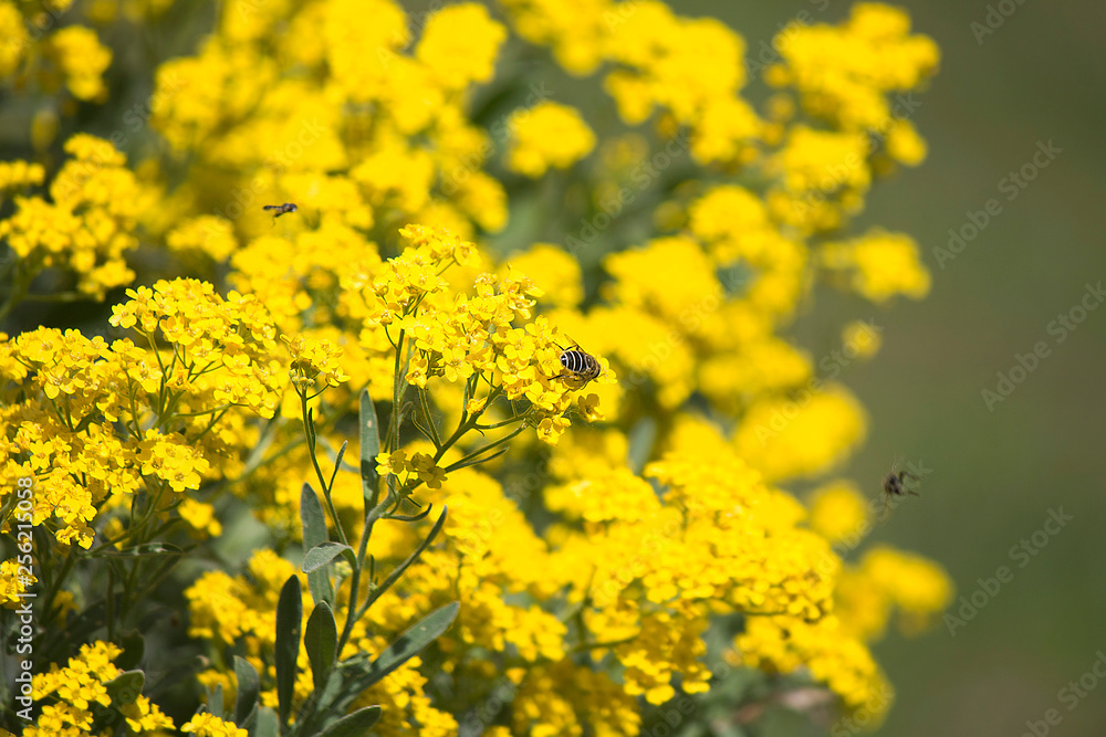 bright yellow flowers with bees on a sunny day bright yellow flowers with bees on a sunny day
