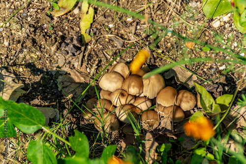 Famiglia di funghi in primavera