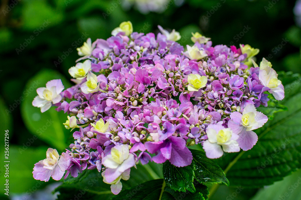 purple flowers in the garden, hydrangea, ajisai purple flowers in the garden, hydrangea, ajisai