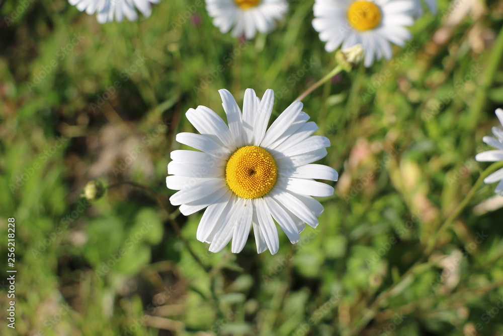 Fototapeta premium blooming Daisy. blooming Bud of chamomile.
