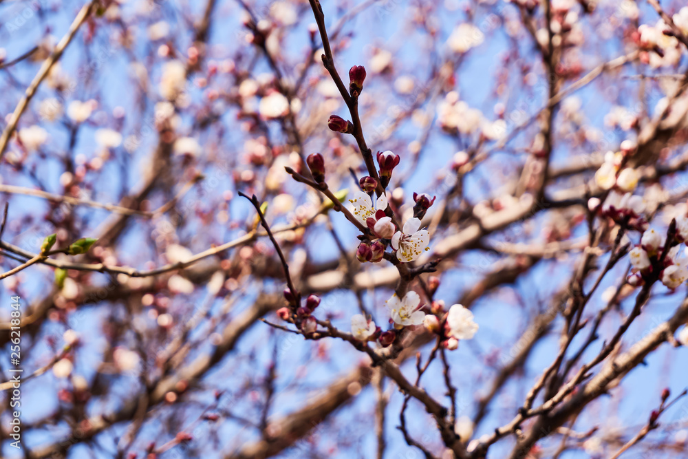 Blossom tree over nature background/ Spring flowers/Spring Background Blossom tree over nature background/ Spring flowers/Spring Background