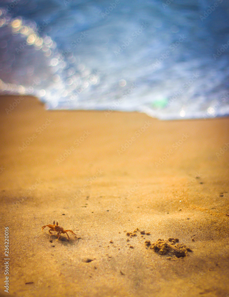 Obraz premium crab's day out