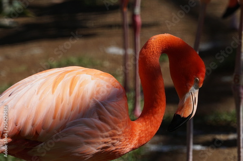 A sleeping flamingo