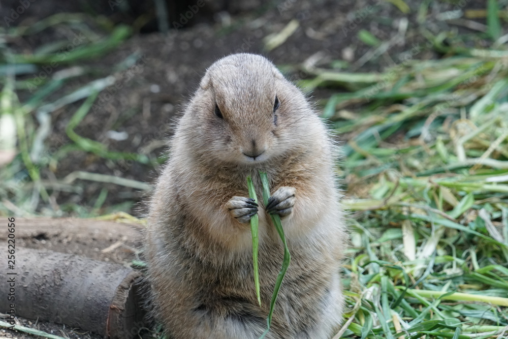 A prairie dog A prairie dog