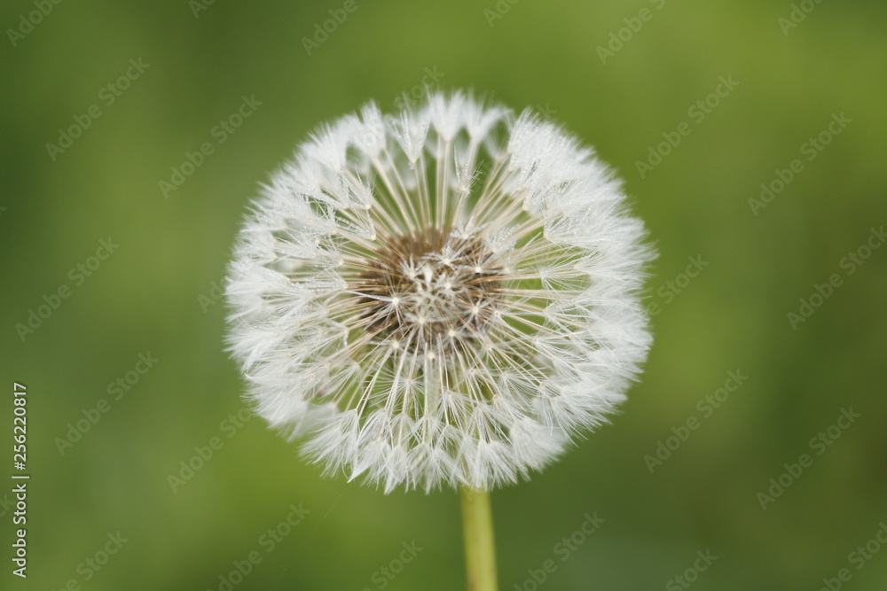 Pusteblume 6