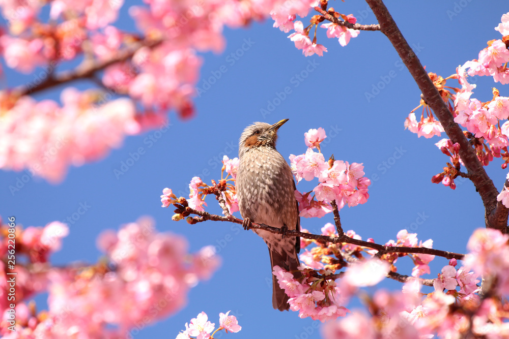 ヒヨドリと河津桜