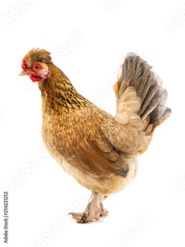 brown chicken isolated
