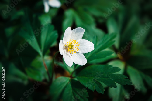  Anemone sylvestris.