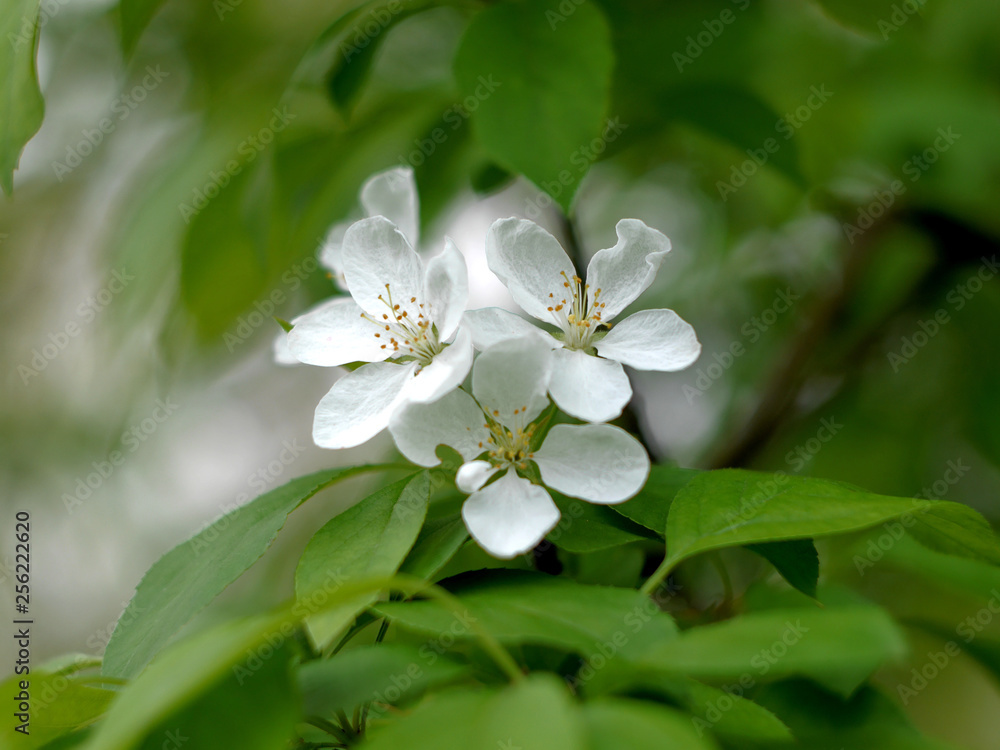 Obraz premium Beautiful spring blossoming apple tree. Selective focus. Spring blossoming apple tree close up.