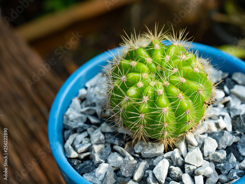 small green tree in blue pot