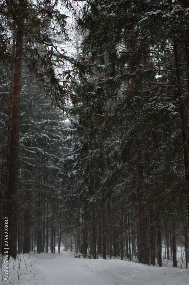 Fototapeta premium winter in the forest