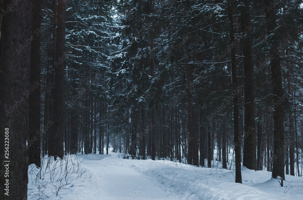 Fototapeta premium winter in the forest