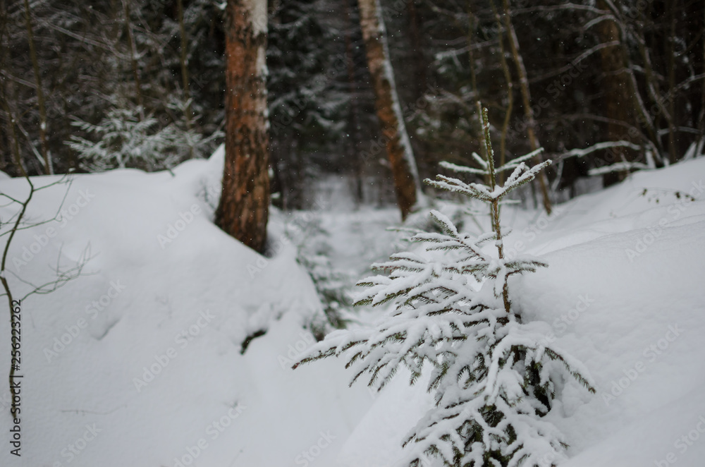 winter in the forest