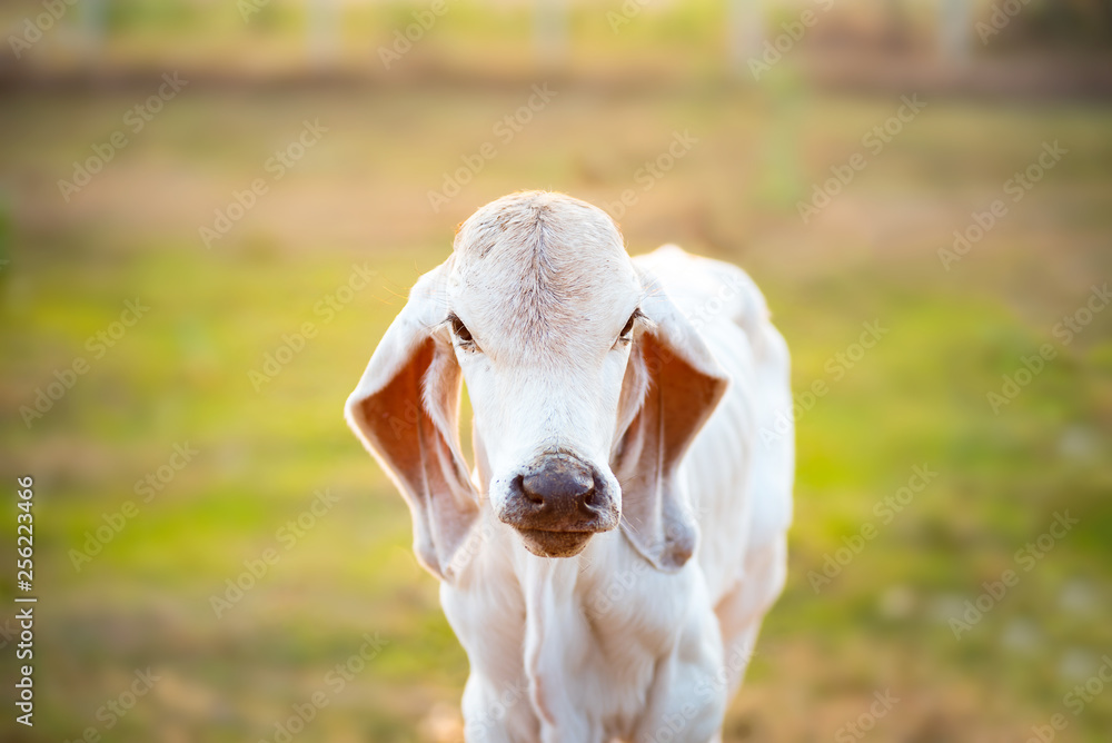 Fototapeta premium White calf in the organic farm, livestock in Thailand