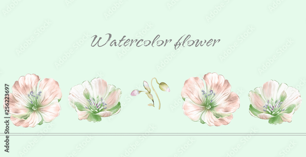 Colorful flower on white background,Big Set watercolor elements