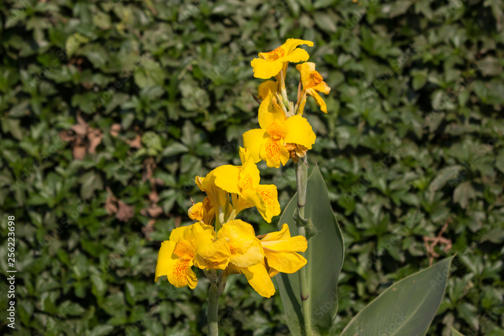 Obraz premium Yellow Canna flower in dark background