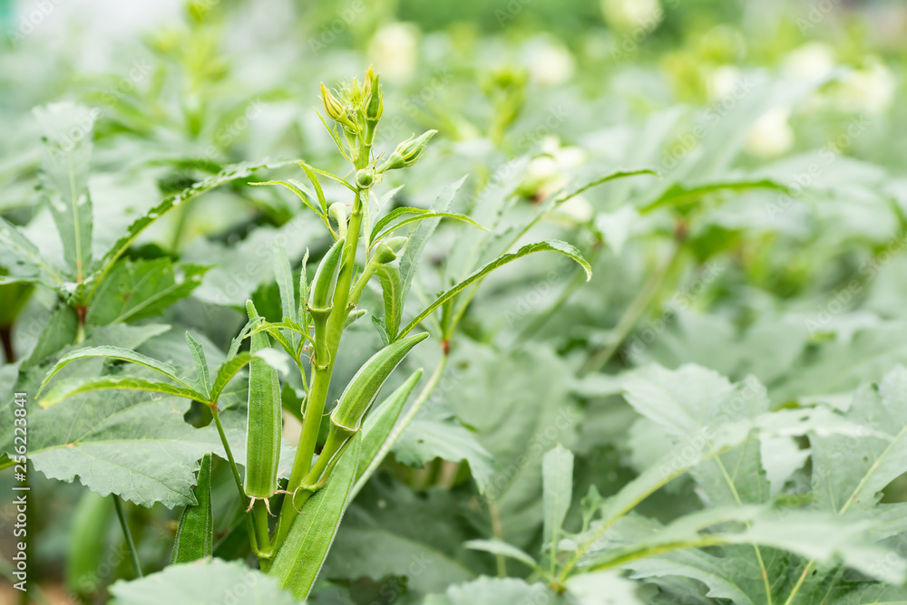Green okra plant growing in organic vegetable garden Green okra plant growing in organic vegetable garden