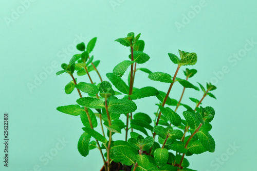 Fresh mint on a green background.  Space for text or design.