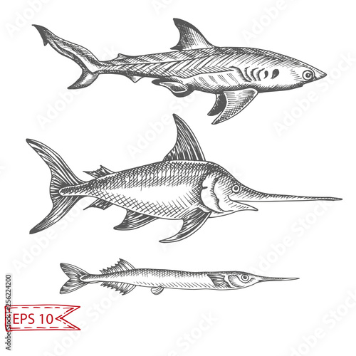 Hand drawn sketch illustration with fish. Wildanimal vector. Restaurant food card for seafood menu. photo