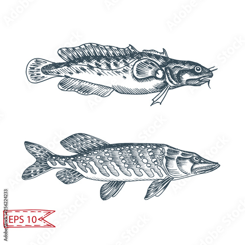 Hand drawn sketch illustration with fish. Wildanimal vector. Restaurant food card for seafood menu.