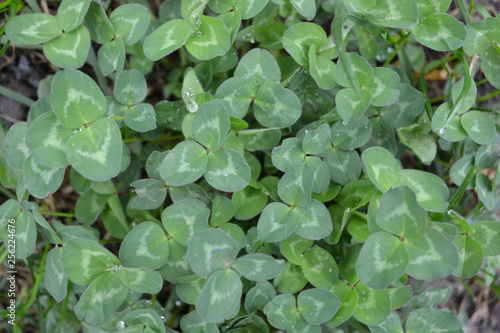 Wallpaper Mural background spring green grass clover Torontodigital.ca