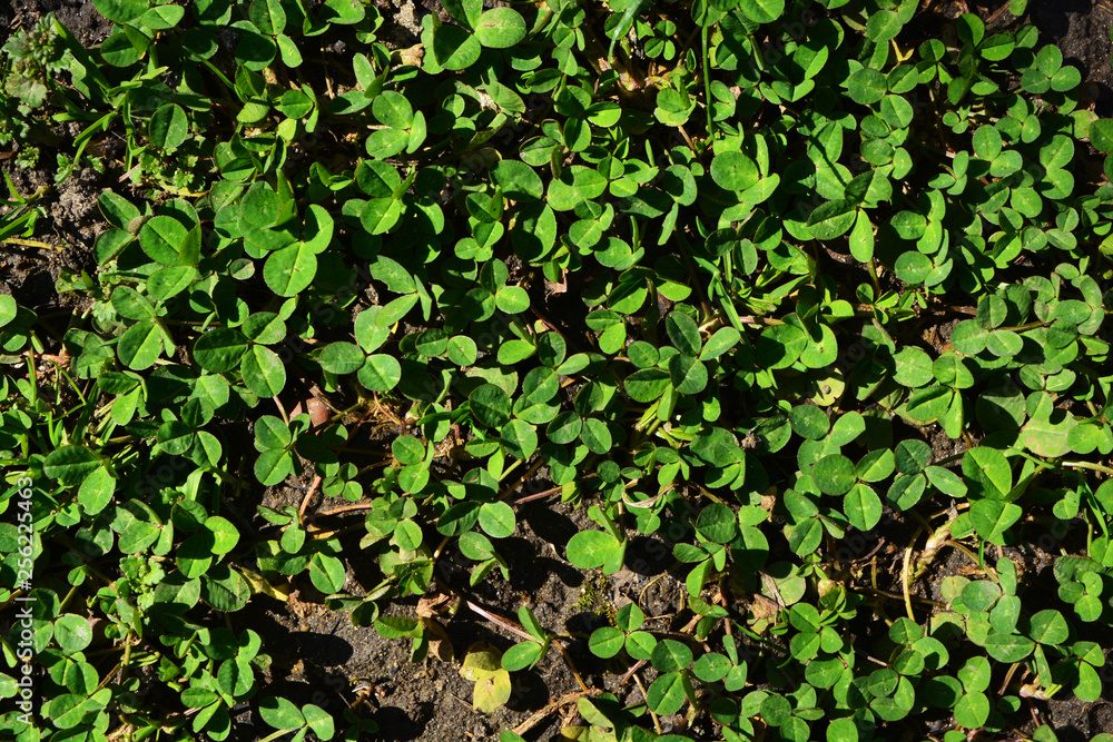 clover background spring flower nature clover background spring flower nature