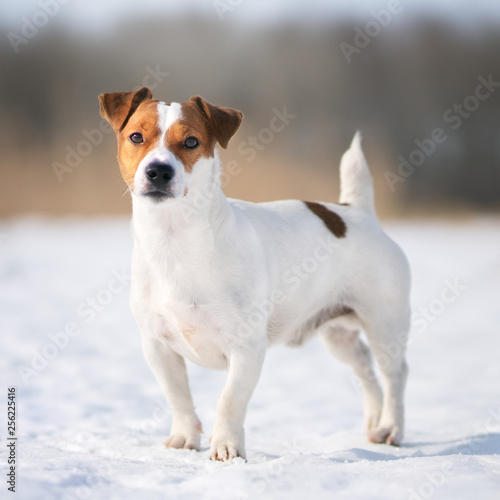Fototapeta Naklejka Na Ścianę i Meble -  Jack russell terrier dog outdoor