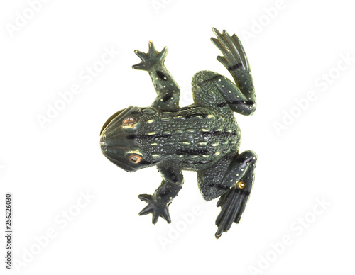 decorative frog for aquarium
