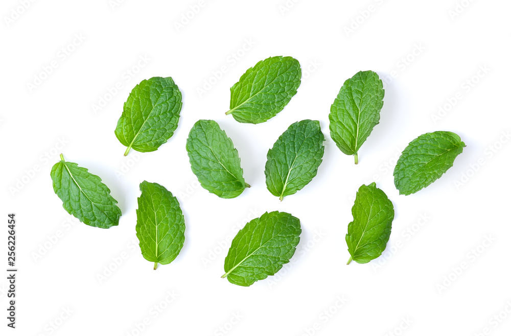 mint leaf on white background mint leaf on white background