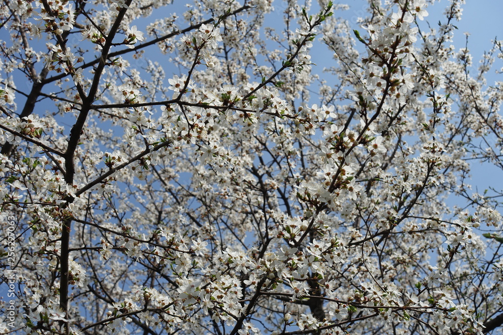Many white flowers of Prunus cerasifera against blue sky