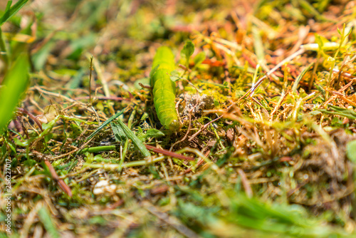 green worm outdoor in the grass