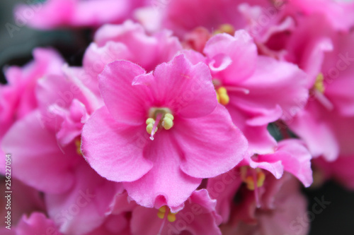 pink violet