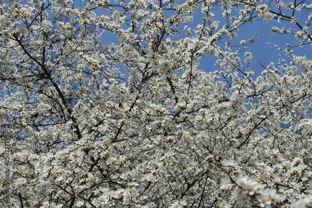 Pure white flowers of Prunus cerasifera against blue sky Pure white flowers of Prunus cerasifera against blue sky