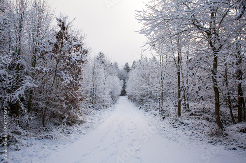 winterwald © Thomas