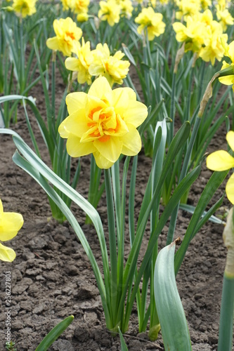 Full length view of daffodil with double yellow and orange flower