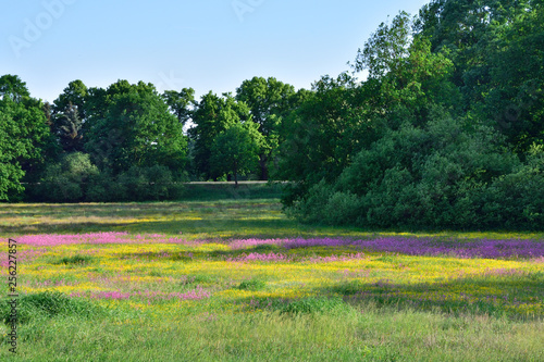 Wildblumenwiese an der Kleinen Elster  photo