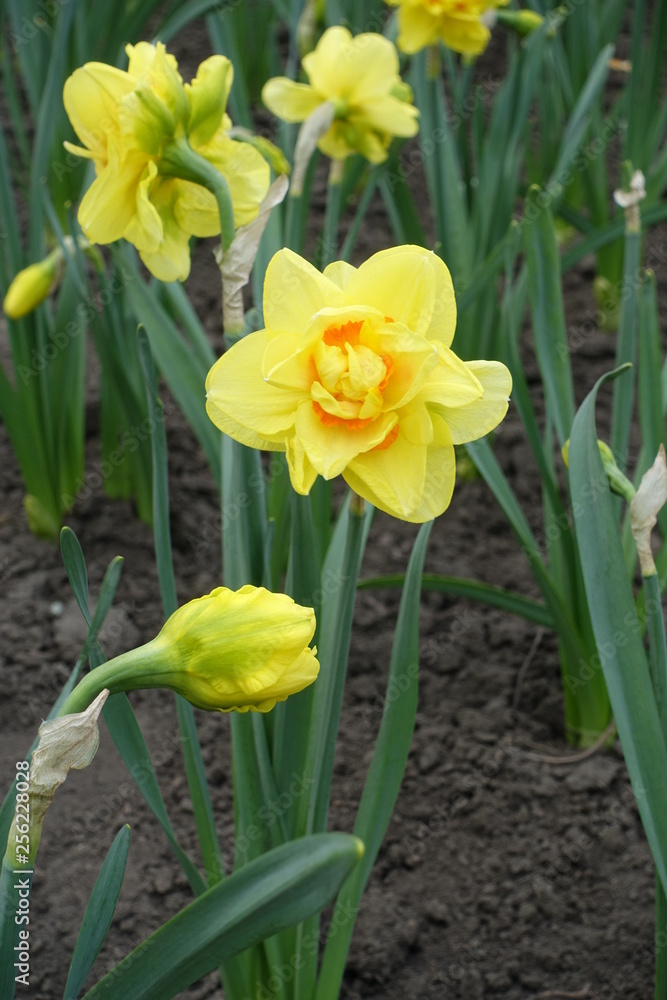 Yellow and orange double daffodil cultivar in spring Yellow and orange double daffodil cultivar in spring