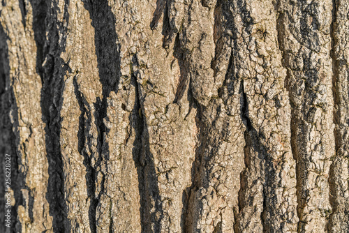 tree bark texture background closeup
