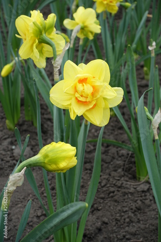 Yellow and orange double daffodil cultivar in spring