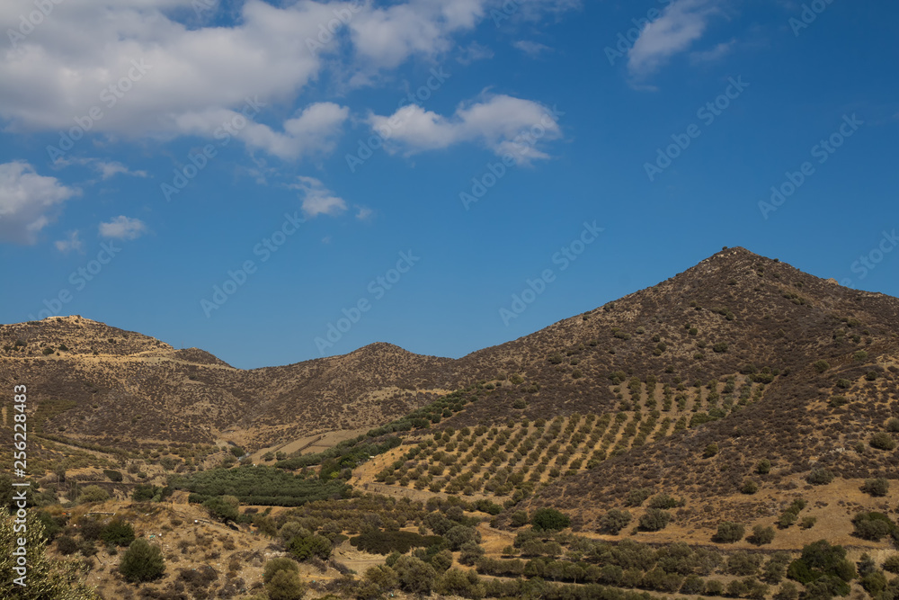 Hills with olive trees, Crete, Greece