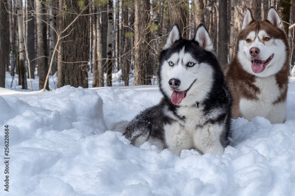 Portrait Siberian husky dogs lying in  snow