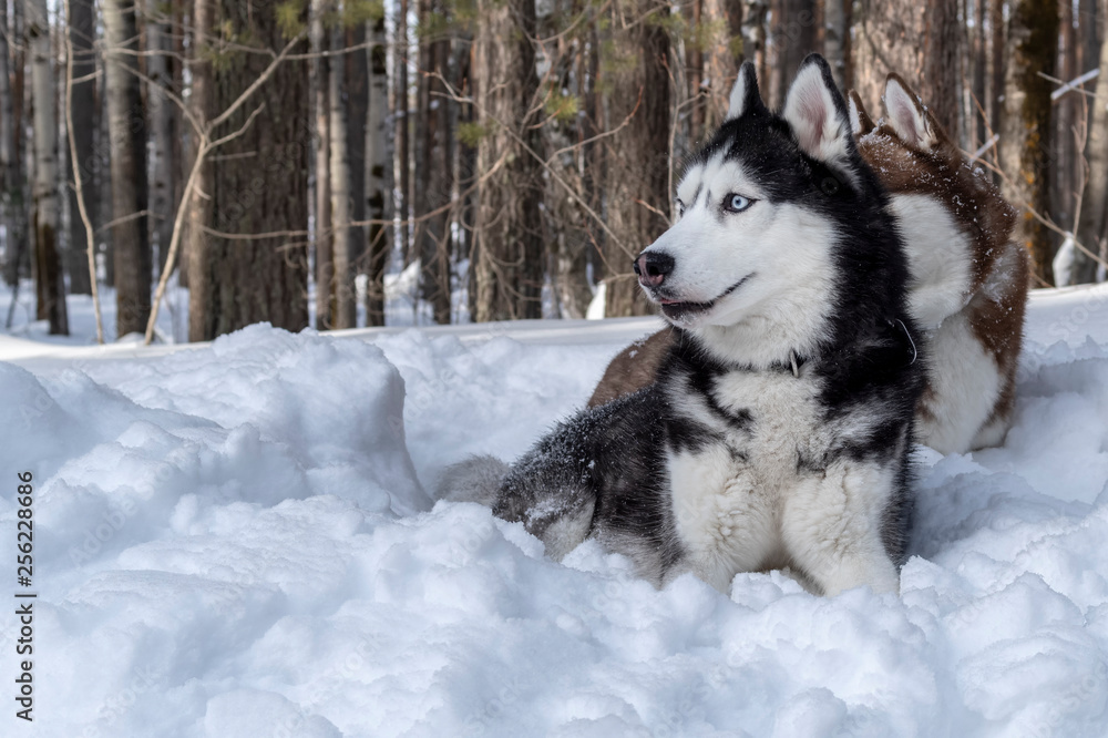 Siberian husky dog lying on snow in winter forest.