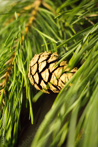 Spruce branches with cones on the background