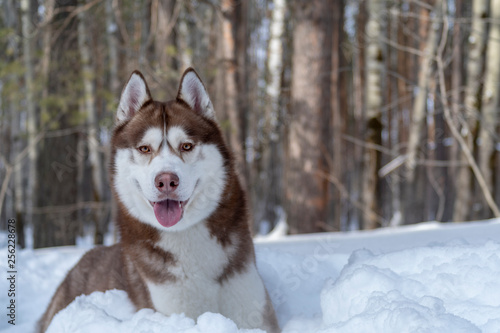 Portrait brown Siberian husky dog lying in  snow surrounded by a winter forest and looking at the camera. Dog on the background of winter forest landscape.